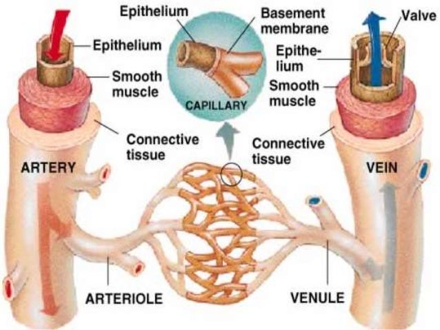 Blood Vessels And Circulatory System Blood Vessels And Circulatory System