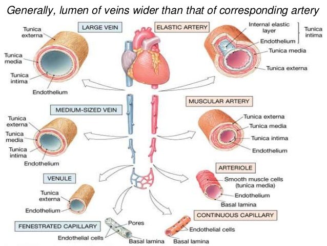 Blood Vessels And Circulatory System