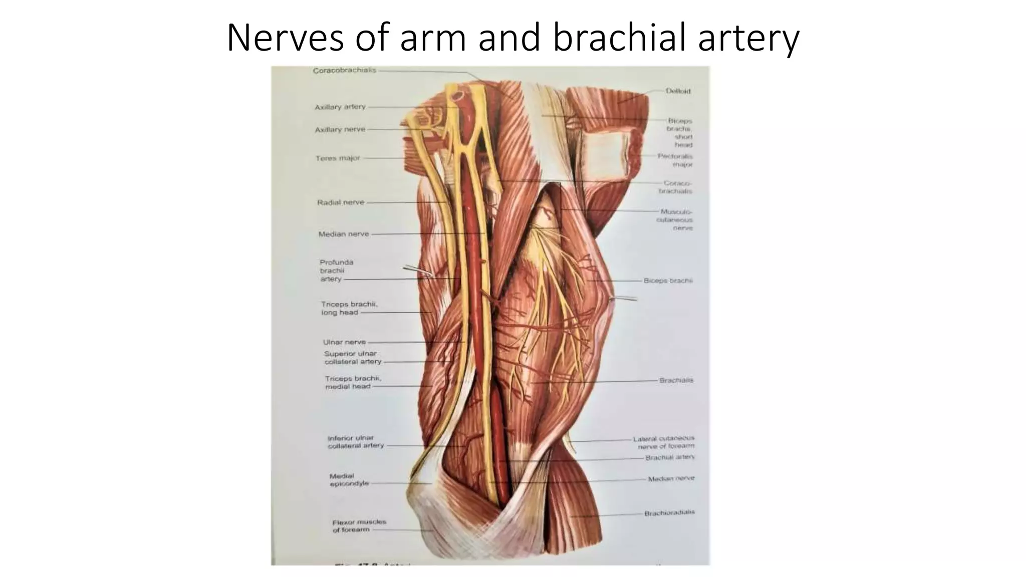 Blood vessels and nerves of arm.pptx