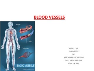 BLOOD VESSELS
MBBS I YR
3/11/2022
SKS
ASSOCIATE PROFESSOR
DEPT. OF ANATOMY
NMCTH, BRT
 