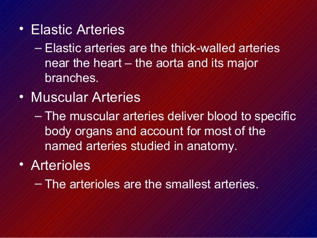 Capillary Beds Near Joints Capillary Beds Near Joints