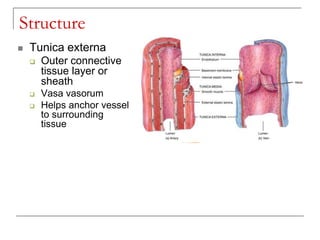 Blood Vessels general anatomy | PPT