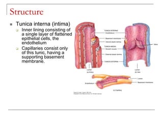 Blood Vessels general anatomy | PPT