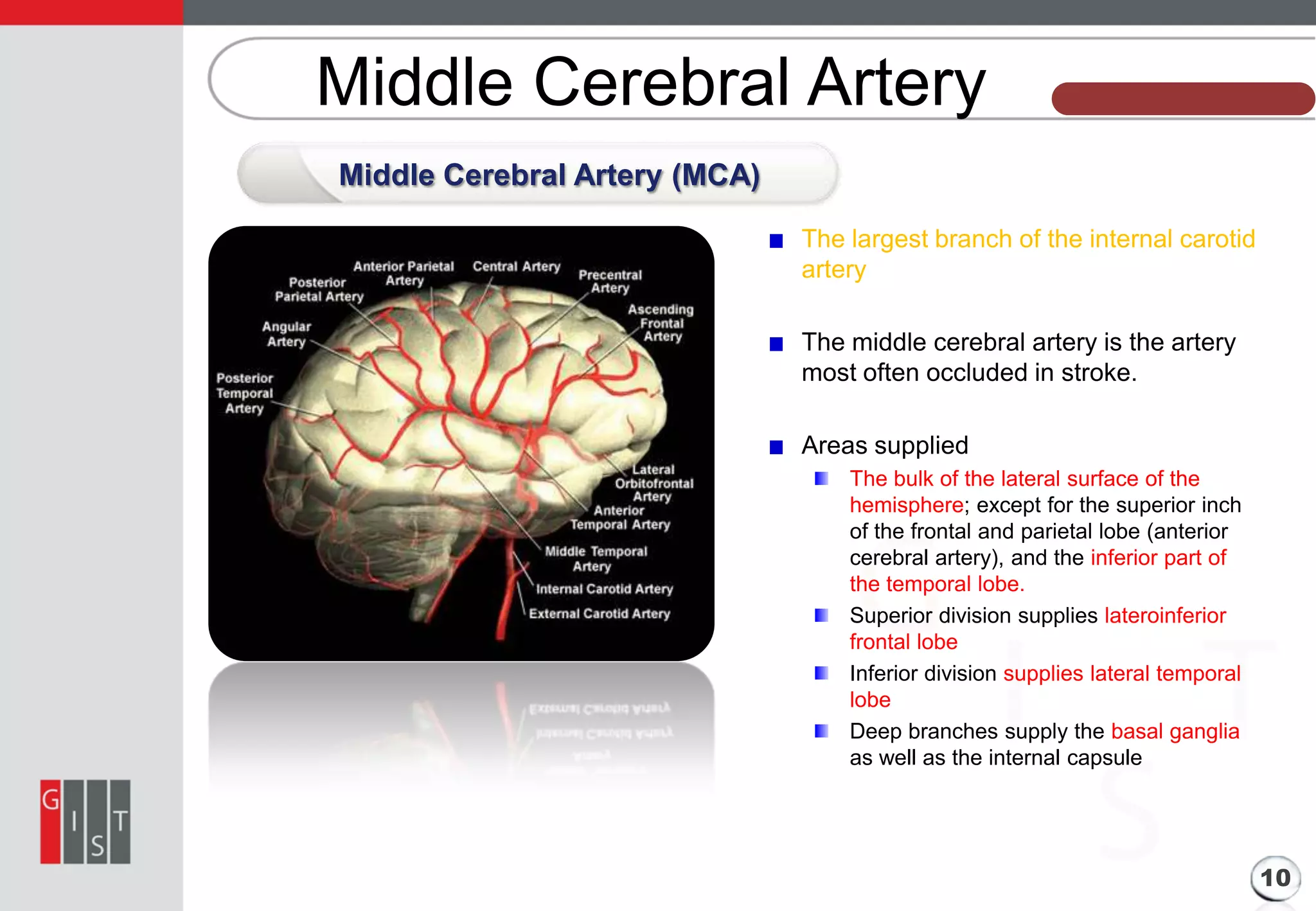 Middle Cerebral Artery

본 과제의 기본 정보

Middle Cerebral Artery (MCA)
The largest branch of the internal carotid
artery
The middle cerebral artery is the artery
most often occluded in stroke.
Areas supplied
The bulk of the lateral surface of the
hemisphere; except for the superior inch
of the frontal and parietal lobe (anterior
cerebral artery), and the inferior part of
the temporal lobe.
Superior division supplies lateroinferior
frontal lobe
Inferior division supplies lateral temporal
lobe
Deep branches supply the basal ganglia
as well as the internal capsule

10

 