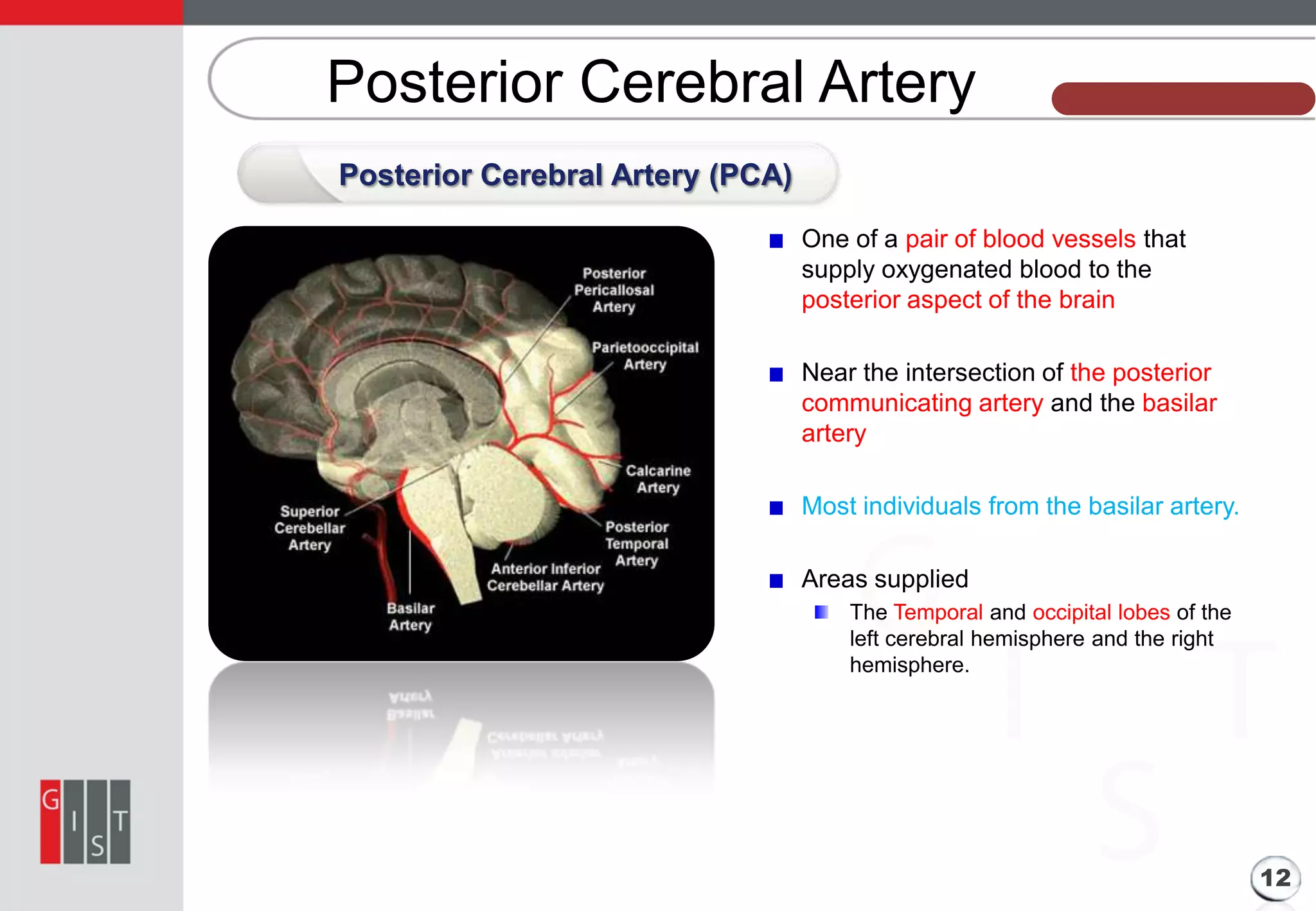 Posterior Cerebral Artery

본 과제의 기본 정보

Posterior Cerebral Artery (PCA)
One of a pair of blood vessels that
supply oxygenated blood to the
posterior aspect of the brain
Near the intersection of the posterior
communicating artery and the basilar
artery
Most individuals from the basilar artery.
Areas supplied
The Temporal and occipital lobes of the
left cerebral hemisphere and the right
hemisphere.

12

 
