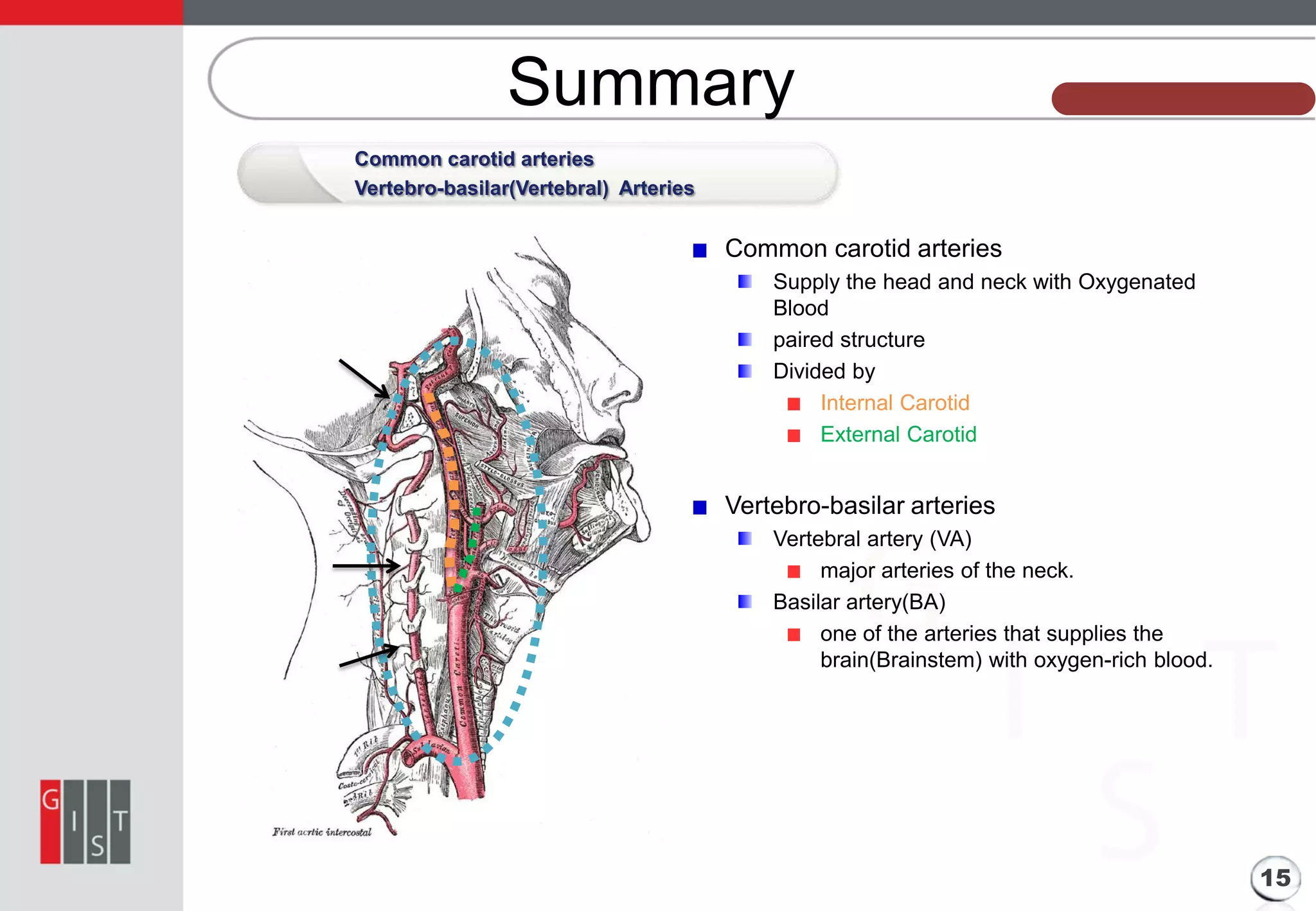 Summary

본 과제의 기본 정보

Common carotid arteries
Vertebro-basilar(Vertebral) Arteries

Common carotid arteries
Supply the head and neck with Oxygenated
Blood
paired structure
Divided by
Internal Carotid
External Carotid

Vertebro-basilar arteries
Vertebral artery (VA)
major arteries of the neck.
Basilar artery(BA)
one of the arteries that supplies the
brain(Brainstem) with oxygen-rich blood.

15

 