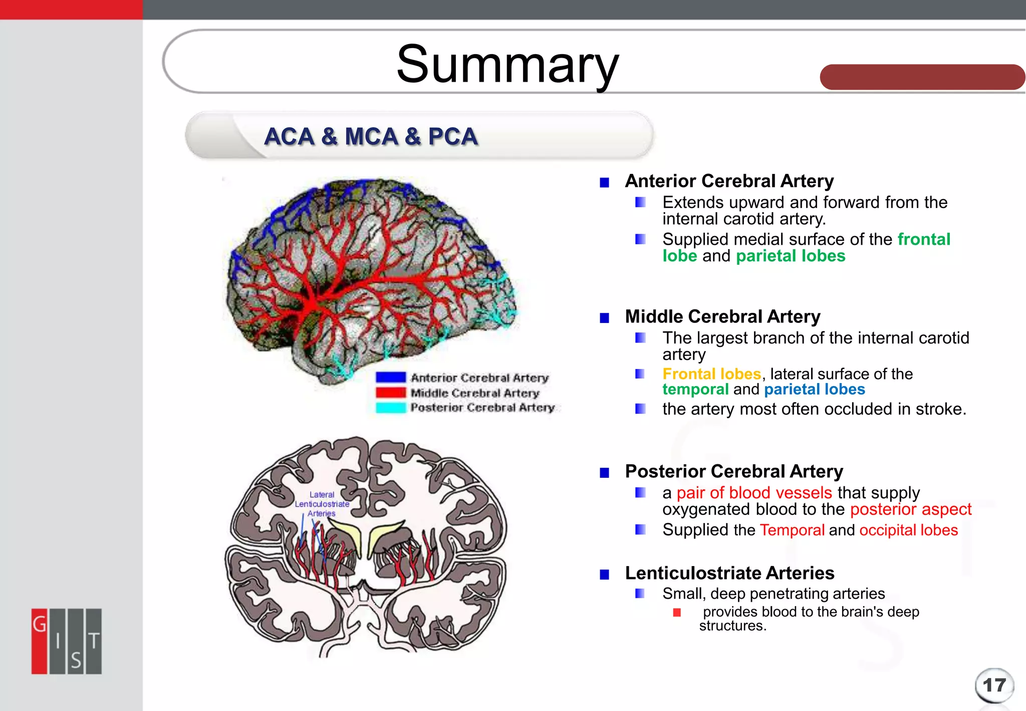 Summary

본 과제의 기본 정보

ACA & MCA & PCA
Anterior Cerebral Artery
Extends upward and forward from the
internal carotid artery.
Supplied medial surface of the frontal
lobe and parietal lobes

Middle Cerebral Artery
The largest branch of the internal carotid
artery
Frontal lobes, lateral surface of the
temporal and parietal lobes

the artery most often occluded in stroke.

Posterior Cerebral Artery
a pair of blood vessels that supply
oxygenated blood to the posterior aspect
Supplied the Temporal and occipital lobes

Lenticulostriate Arteries
Small, deep penetrating arteries
provides blood to the brain's deep
structures.

17

 