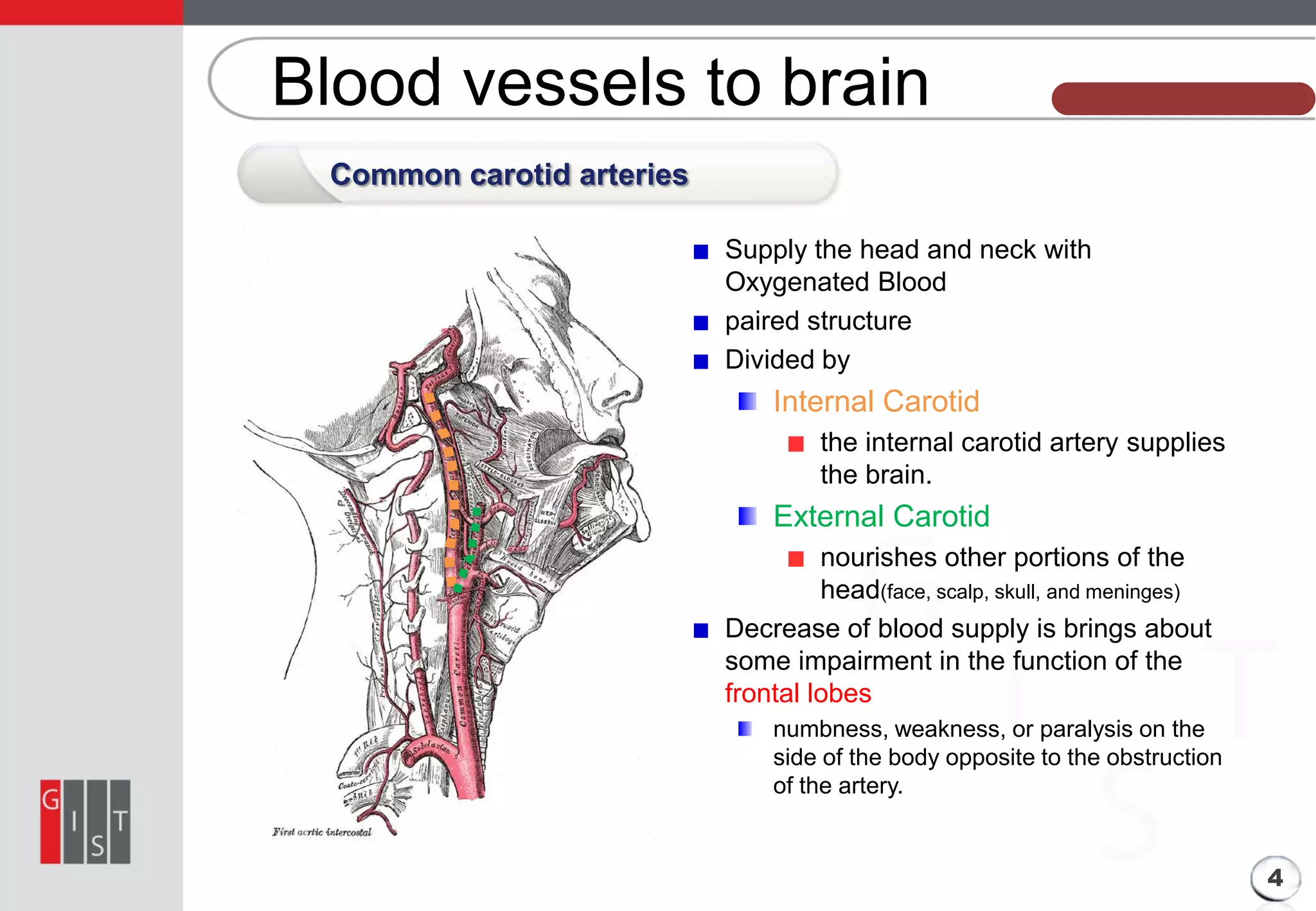 Blood vessels to brain

본 과제의 기본 정보

Common carotid arteries
Supply the head and neck with
Oxygenated Blood
paired structure
Divided by

Internal Carotid
the internal carotid artery supplies
the brain.

External Carotid
nourishes other portions of the
head(face, scalp, skull, and meninges)
Decrease of blood supply is brings about
some impairment in the function of the
frontal lobes
numbness, weakness, or paralysis on the
side of the body opposite to the obstruction
of the artery.

4

 
