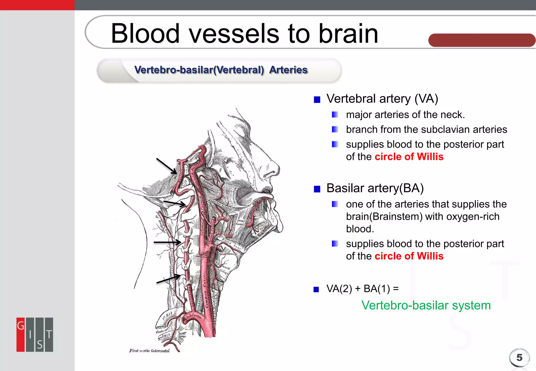 Blood vessels to brain

본 과제의 기본 정보

Vertebro-basilar(Vertebral) Arteries

Vertebral artery (VA)
major arteries of the neck.
branch from the subclavian arteries
supplies blood to the posterior part
of the circle of Willis

Basilar artery(BA)
one of the arteries that supplies the
brain(Brainstem) with oxygen-rich
blood.
supplies blood to the posterior part
of the circle of Willis
VA(2) + BA(1) =

Vertebro-basilar system

5

 