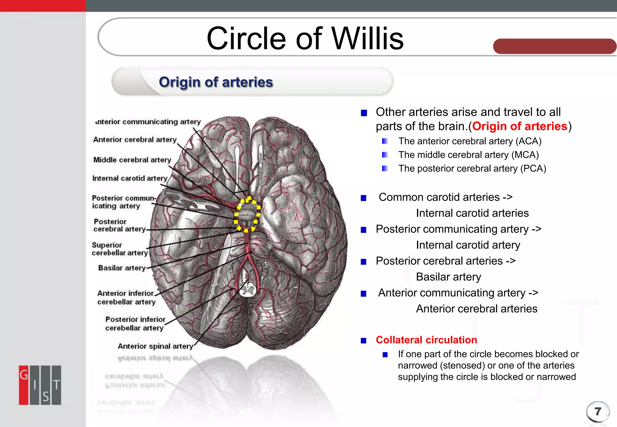 Circle of Willis

본 과제의 기본 정보

Origin of arteries
Other arteries arise and travel to all
parts of the brain.(Origin of arteries)
The anterior cerebral artery (ACA)
The middle cerebral artery (MCA)
The posterior cerebral artery (PCA)

Common carotid arteries ->
Internal carotid arteries
Posterior communicating artery ->
Internal carotid artery
Posterior cerebral arteries ->
Basilar artery
Anterior communicating artery ->
Anterior cerebral arteries
Collateral circulation
If one part of the circle becomes blocked or
narrowed (stenosed) or one of the arteries
supplying the circle is blocked or narrowed

7

 