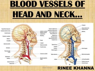 BLOOD VESSELS OF HEAD AND NECK…

RINEE KHANNA

 