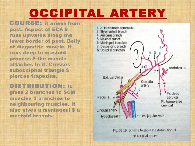 Blood vessels of head and neck