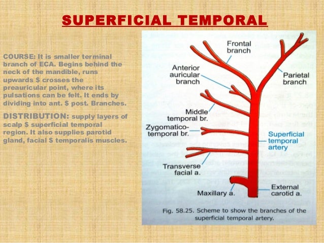 thyroid slide