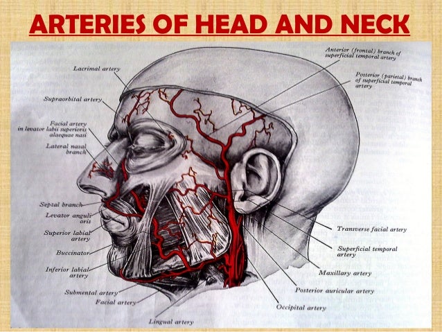 Blood vessels of head and neck