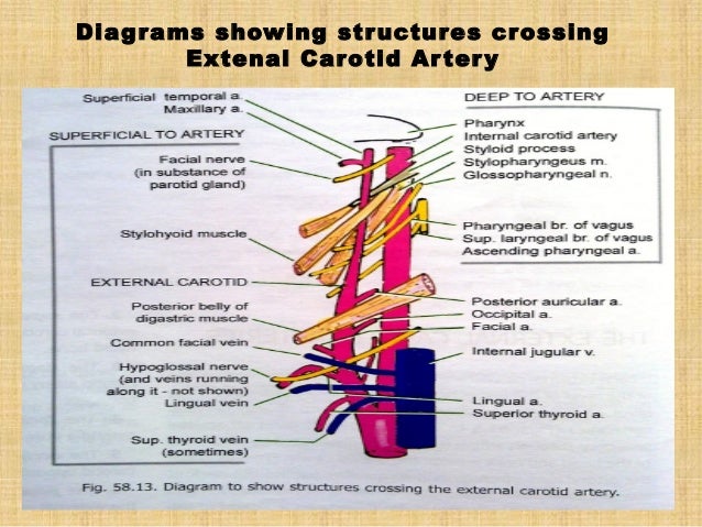 Blood vessels of head and neck
