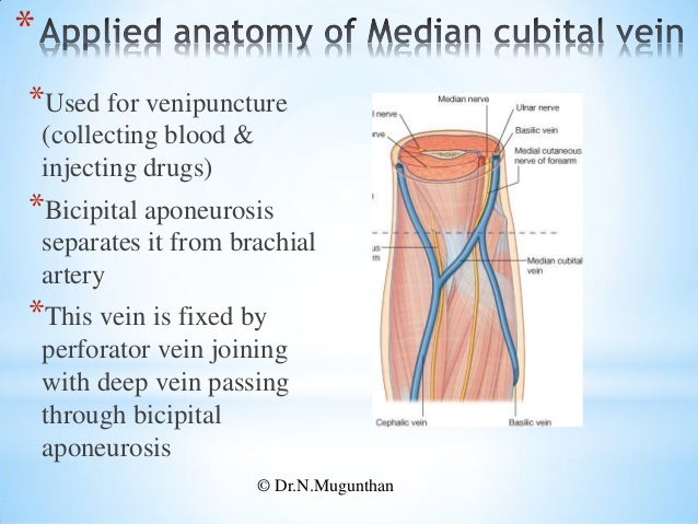 Blood Vessels Of Upper Limb Pdf Lecture Notes By Dr N Mugunthan
