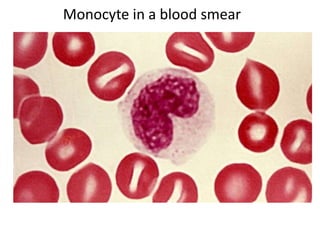 Monocyte Label Blood/White Blood Cells/Fluid Connective tissue | PPTX