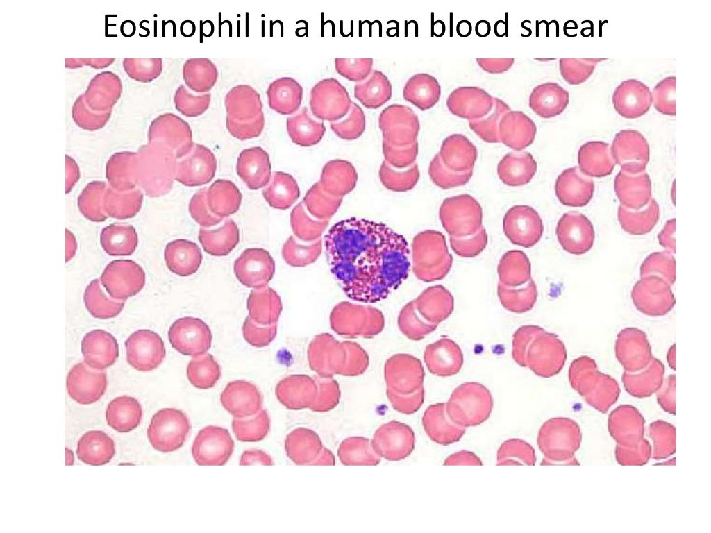 Blood/White Blood Cells/Fluid Connective tissue