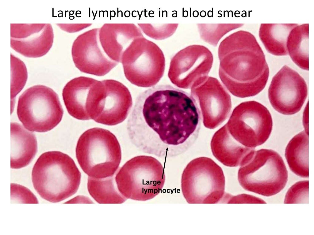 Blood/White Blood Cells/Fluid Connective tissue