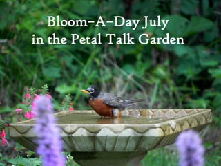 Bloom–A–Day July
in the Petal Talk Garden
 