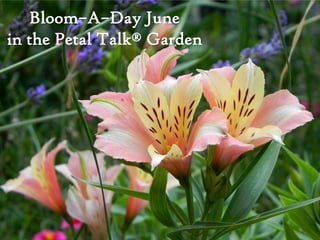 Bloom–A–Day June
in the Petal Talk® Garden
 