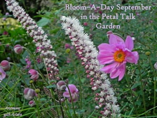 Bloom–A–Day September
                  in the Petal Talk
                       Garden




 Anemone
with Actaea
 
