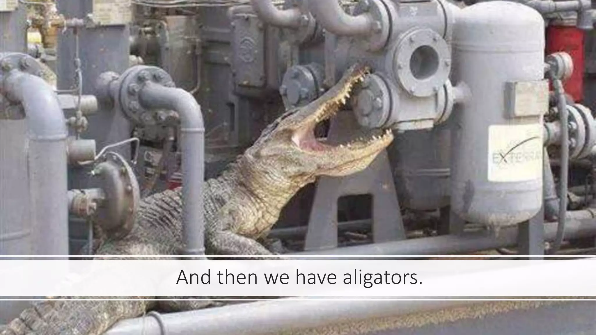 And then we have aligators.
 