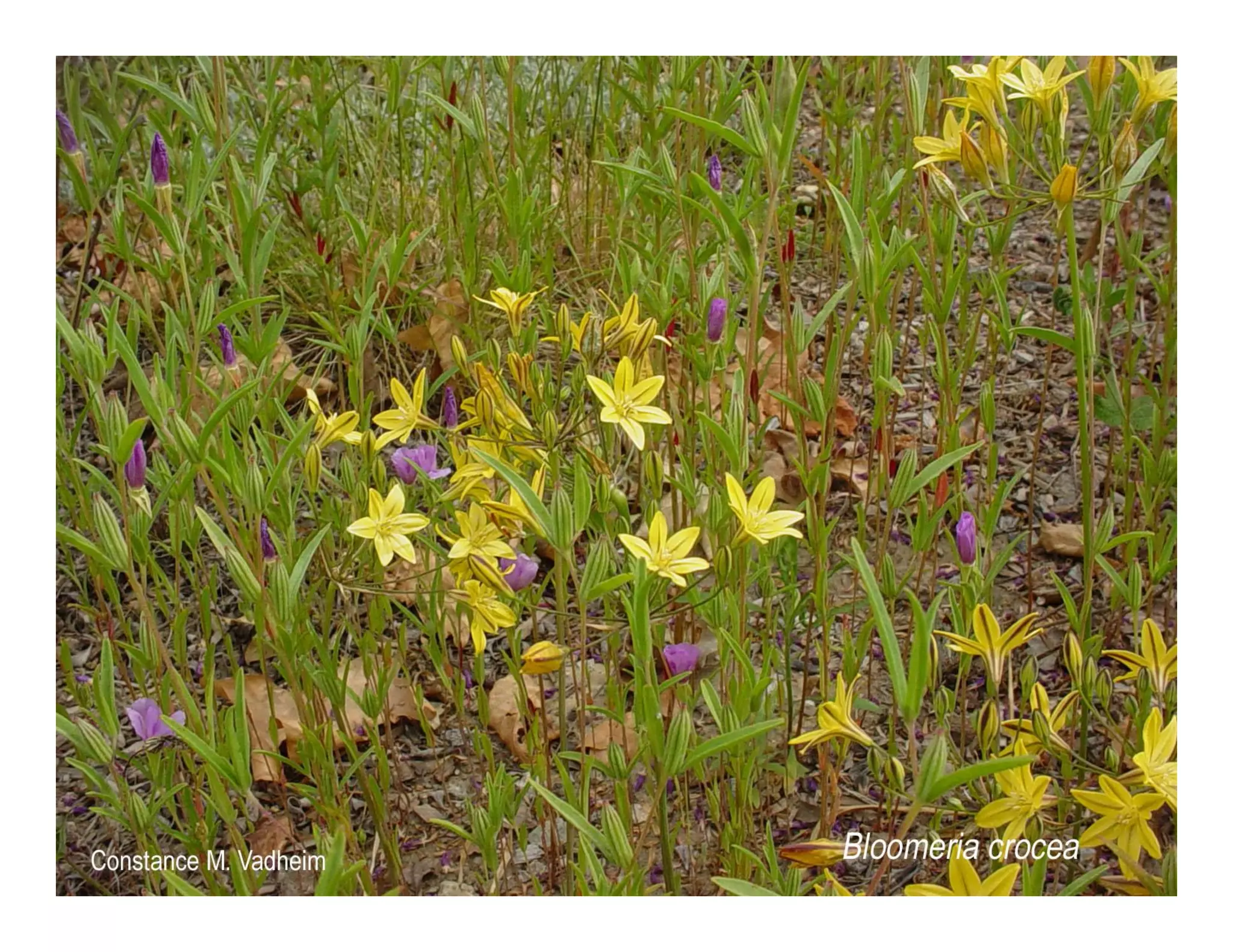 Bloomeria crocea   web show