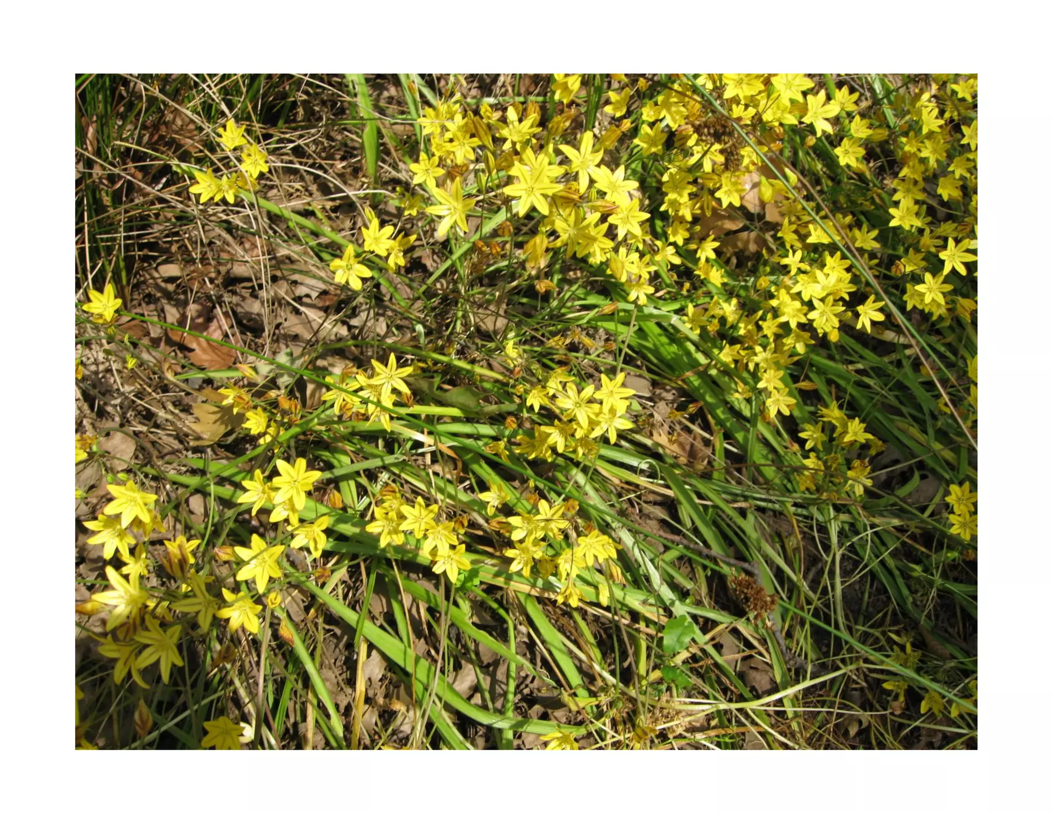 Bloomeria crocea   web show