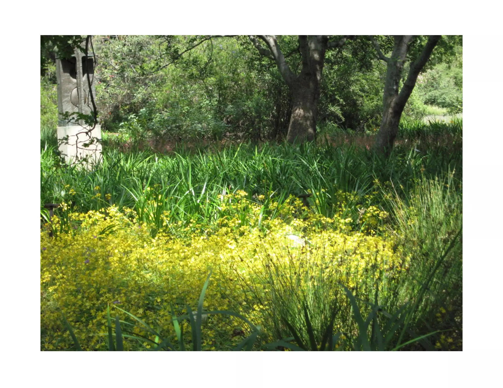 Bloomeria crocea   web show