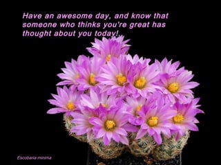 Escobaria minima
Have an awesome day, and know that
someone who thinks you're great has
thought about you today!..
 