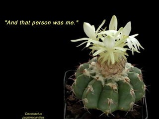 Discocactus
pugionacanthus
"And that person was me."
 