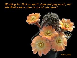 Rebutia pallida
Working for God on earth does not pay much, but
His Retirement plan is out of this world.
 