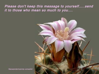 Neowerdermannia vorwerkii
Please don't keep this message to yourself.....send
it to those who mean so much to you....
 