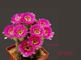 Lobivia peclardiana
Esteban, March 2012
Music: Something
 