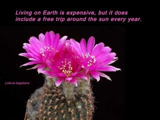 Lobivia tiegeliana
Living on Earth is expensive, but it does
include a free trip around the sun every year.
 