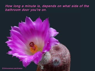 Echinocereus pectinatus
How long a minute is, depends on what side of theHow long a minute is, depends on what side of the
bathroom door you're on.bathroom door you're on.
 
