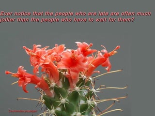 Cochemiea poselgeriCochemiea poselgeri
Ever notice that the people who are late are often muchEver notice that the people who are late are often much
jollier than the people who have to wait for them?jollier than the people who have to wait for them?
 