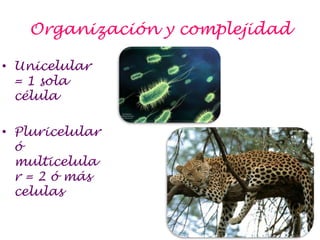 Organización y complejidadUnicelular = 1 sola célulaPluricelular ó multicelular = 2 ó más celulas