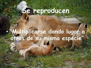 Se reproducen“Multiplicarse dando lugar a otros de su misma especie”