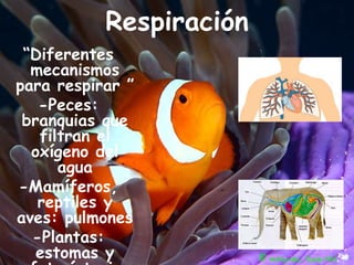 Respiración“Diferentes mecanismos para respirar ”-Peces: branquias que filtran el oxígeno del agua-Mamíferos, reptiles y aves: pulmones-Plantas: estomas y fotosíntesis