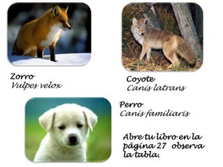 ZorroVulpesveloxCoyoteCanislatransPerroCanisfamiliarisAbre tu libro en la página 27  observa la tabla.