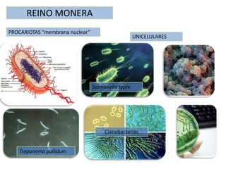REINO MONERAPROCARIOTAS “membrana nuclear”UNICELULARESSalmonella typhiCianobacteriasTreponema pallidum