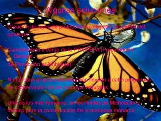 Algunas solucionesCreación de leyes de protección ecológicas por partes delgobierno.Cumplimiento a cargo de la PROFEPA (Procuraduría Generalde Protección al Ambiente)Numerosos grupos culturales han llevado a cabo programasde conservación de los recursos naturales.Uno de los más famosos, en los límites de Michoacán yMéxico para la conservación de la mariposa monarca