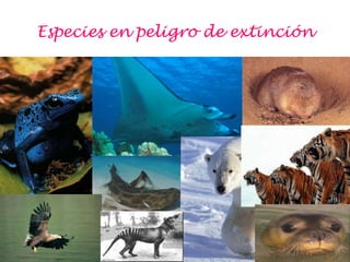 Especies en peligro de extinción