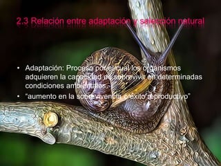 2.3 Relación entre adaptación y selección naturalAdaptación: Proceso por el cual los organismos adquieren la capacidad de sobrevivir en determinadas condiciones ambientales.“aumento en la sobrevivencia ó éxito reproductivo”