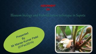 ASSIGNMENT
ON
Blossom biology and Hybridization technique in Sapota
 