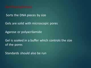 Gel Electrophoresis
Sorts the DNA pieces by size
Gels are solid with microscopic pores
Agarose or polyacrilamide
Gel is soaked in a buffer which controls the size
of the pores
Standards should also be run
 