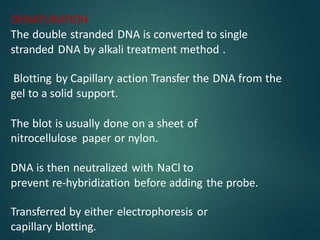 DENATURATION
The double stranded DNA is converted to single
stranded DNA by alkali treatment method .
Blotting by Capillary action Transfer the DNA from the
gel to a solid support.
The blot is usually done on a sheet of
nitrocellulose paper or nylon.
DNA is then neutralized with NaCl to
prevent re-hybridization before adding the probe.
Transferred by either electrophoresis or
capillary blotting.
 