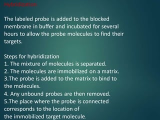 Hybridization
The labeled probe is added to the blocked
membrane in buffer and incubated for several
hours to allow the probe molecules to find their
targets.
Steps for hybridization
1. The mixture of molecules is separated.
2. The molecules are immobilized on a matrix.
3.The probe is added to the matrix to bind to
the molecules.
4. Any unbound probes are then removed.
5.The place where the probe is connected
corresponds to the location of
the immobilized target molecule.
 